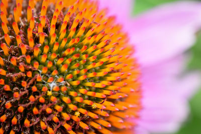 Close-up of orange flowering plant