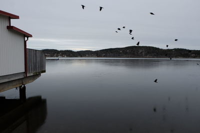 Birds flying over lake