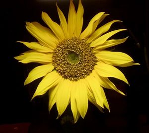 Close-up of sunflower