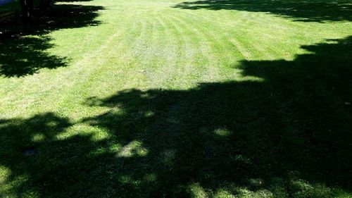 Shadow of tree on grassy field