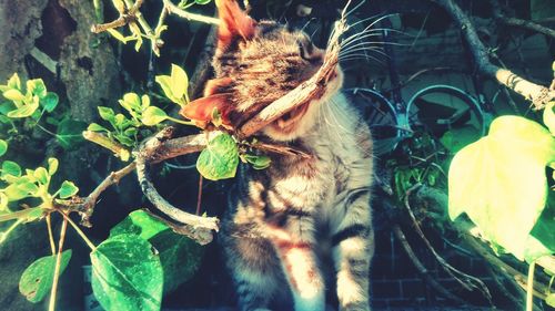 Close-up of a cat