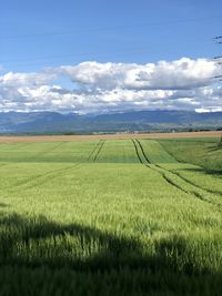 Scenic view of agricultural field against sky