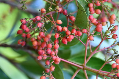 Close-up of red berries on tree