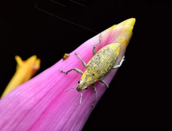 Close-up of insect on pink flower