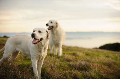 Dogs standing on grassy field by lake against sky