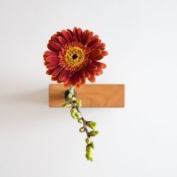Close-up of flowers over white background