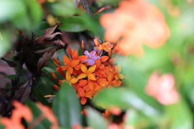 Close-up of orange butterfly on flowering plant