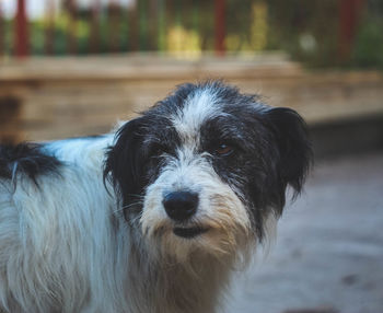 Close-up portrait of dog