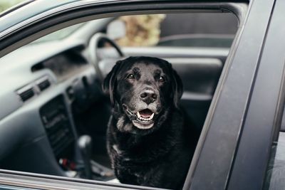 Close-up portrait of dog in car