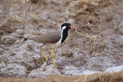 Strong of red wattles lapwing at summer dead wet field