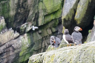 Birds perching on rock