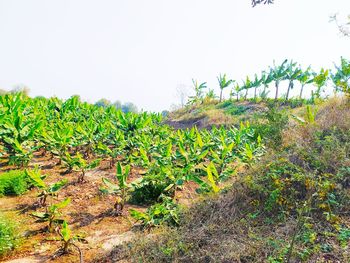 Plants growing on field against sky