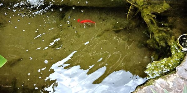 High angle view of fish swimming in lake