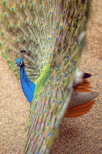 Close-up of peacock