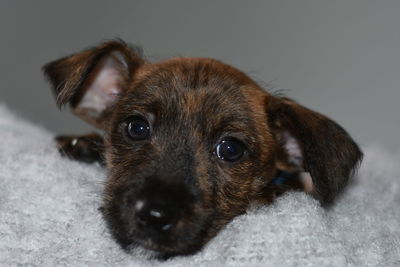 Close-up portrait of a dog/puppy