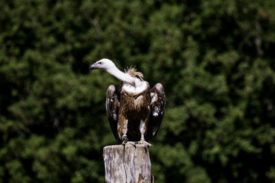 Close-up of vulture perching on wooden post