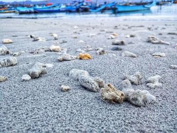 Close-up of crab on sand at beach