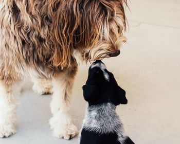 Close-up of dog