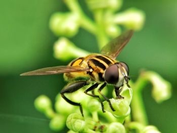 Close-up of insect on flower