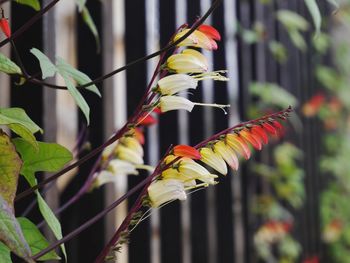 Close-up of multi colored flowers