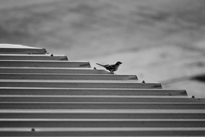 Low angle view of bird on roof