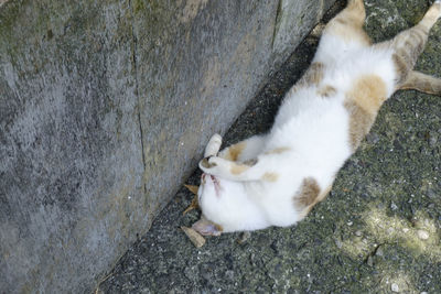 High angle view of cat