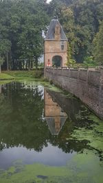Reflection of trees in water