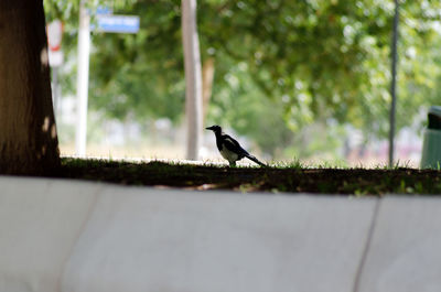 Close-up of bird perching on retaining wall