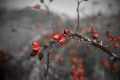 Close-up of red berries on twig