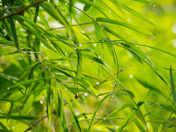 Close-up of raindrops on plant