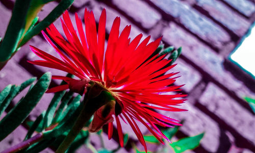 Close-up of red flower