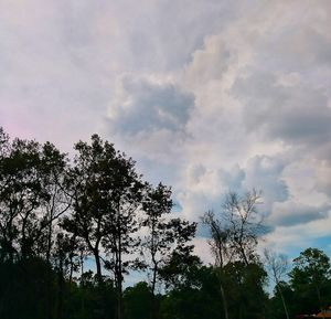 Low angle view of trees against sky