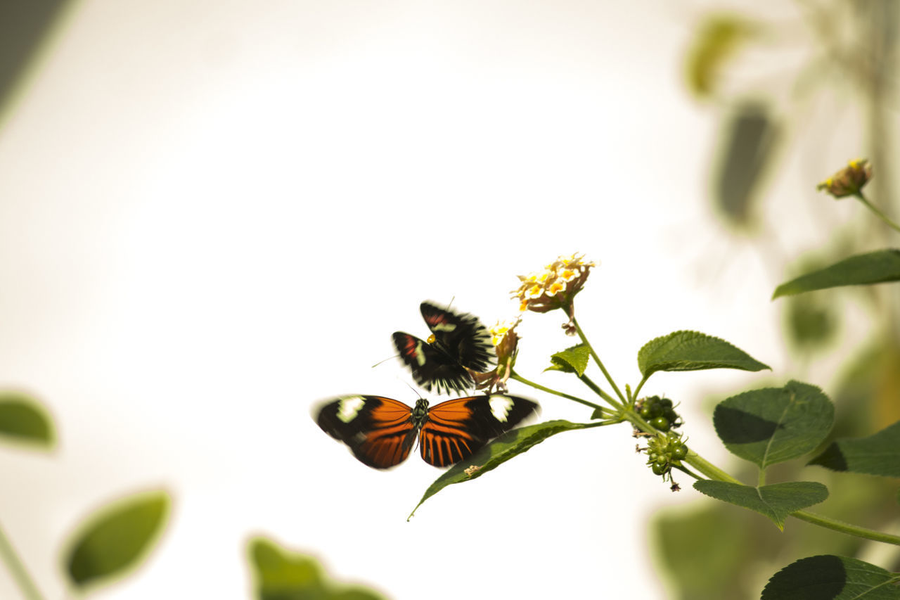 CLOSE-UP OF BEE ON PLANT