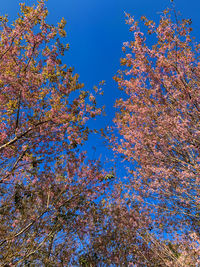 Low angle view of flowering tree against clear blue sky