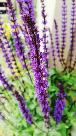 Close-up of purple lavender flowers