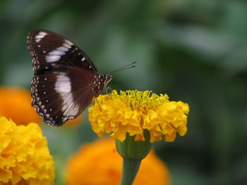 Close-up of butterfly pollinating on yellow flower