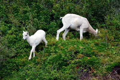 White sheep on green field