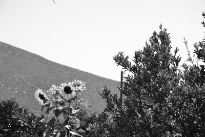 Trees on field against clear sky