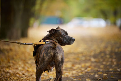 American pit bull terrier dog on a leash stands in the autumn. the animal stands backwards and l