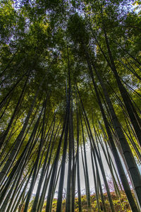 Low angle view of bamboo trees in forest