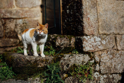 Portrait of cat on wall