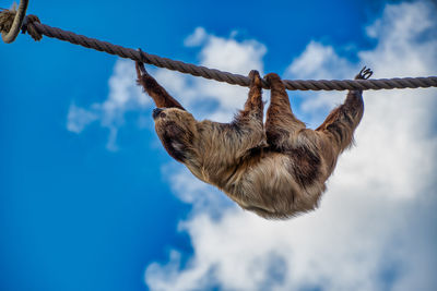 Low angle view of monkey hanging on rope against sky