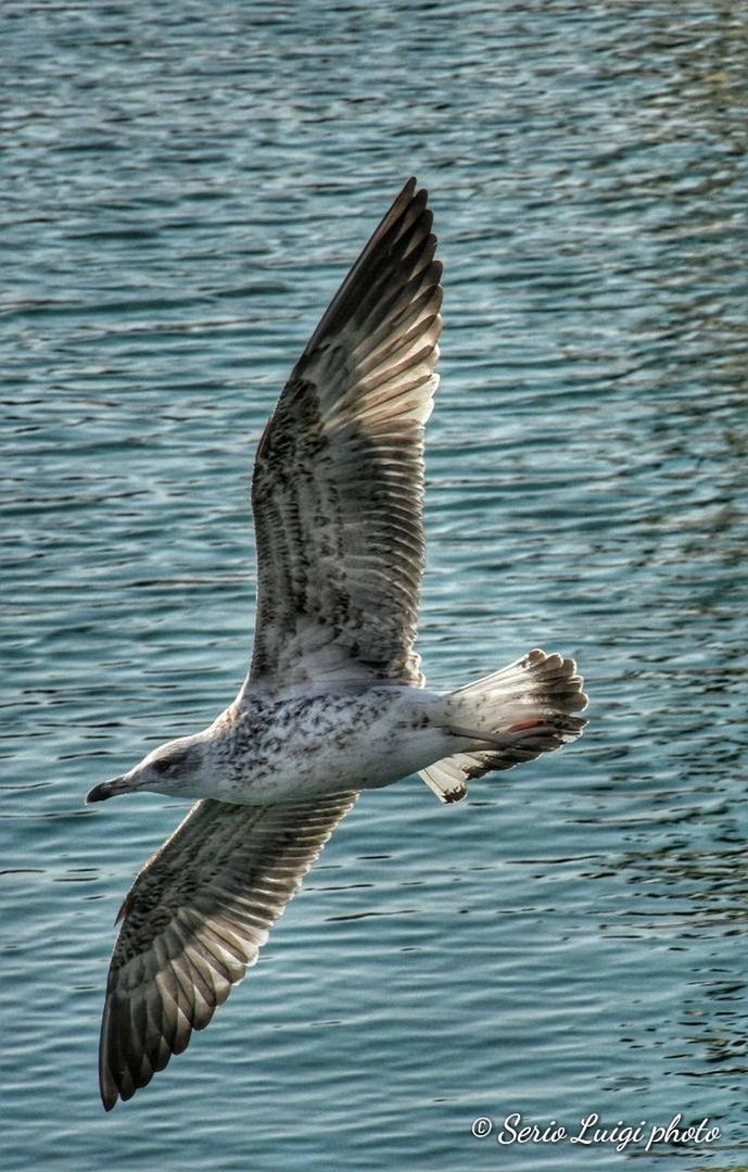 animals in the wild, animal wildlife, flying, animal themes, animal, bird, spread wings, vertebrate, one animal, water, motion, nature, sea, mid-air, seagull, no people, day, full length, outdoors, marine