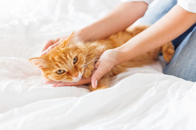 Cute ginger cat lies on woman's hands. fluffy pet comfortably settled to sleep.cute cozy background, 