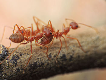 ant