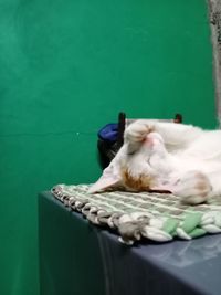 Cat sleeping on wall