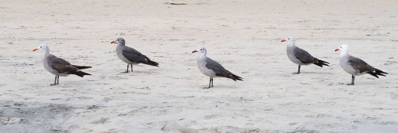 Birds perching on sand