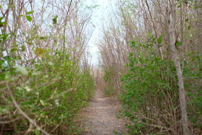 Footpath amidst trees in forest