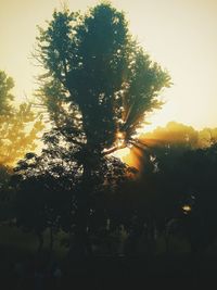 Silhouette of trees at sunset