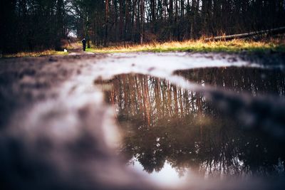 Reflection of trees in water